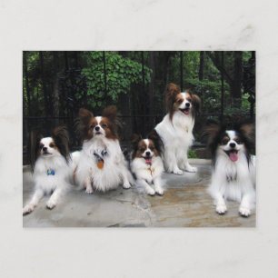 Papillonpaket från Hershey Kiss Hero Kennels Vykort