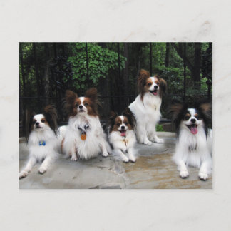 Papillonpaket från Hershey Kiss Hero Kennels Vykort