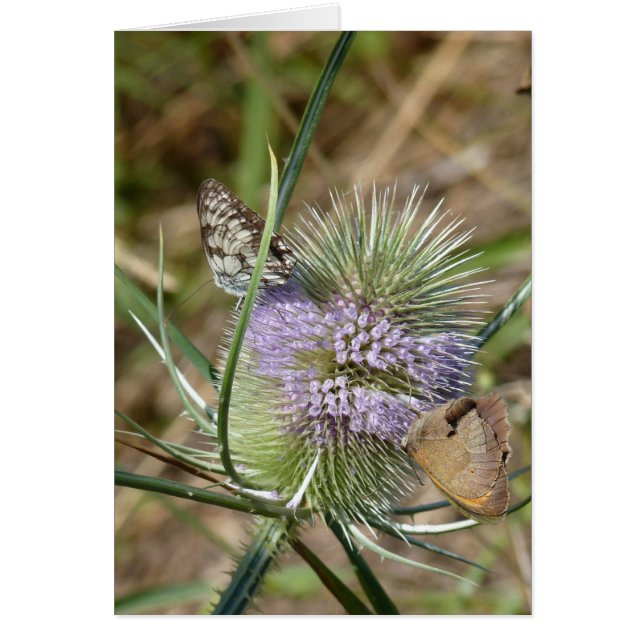 Papillons Hälsningskort (Framsidan)
