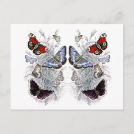 papillons vykort
