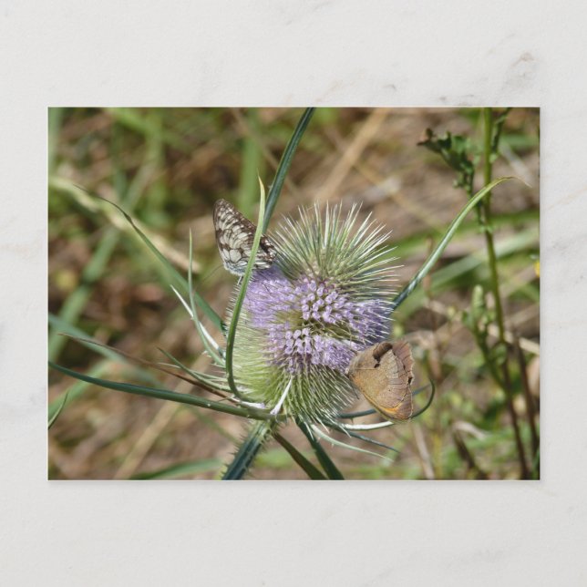 Papillons Vykort (Framsida)