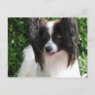 Papillons Vykort