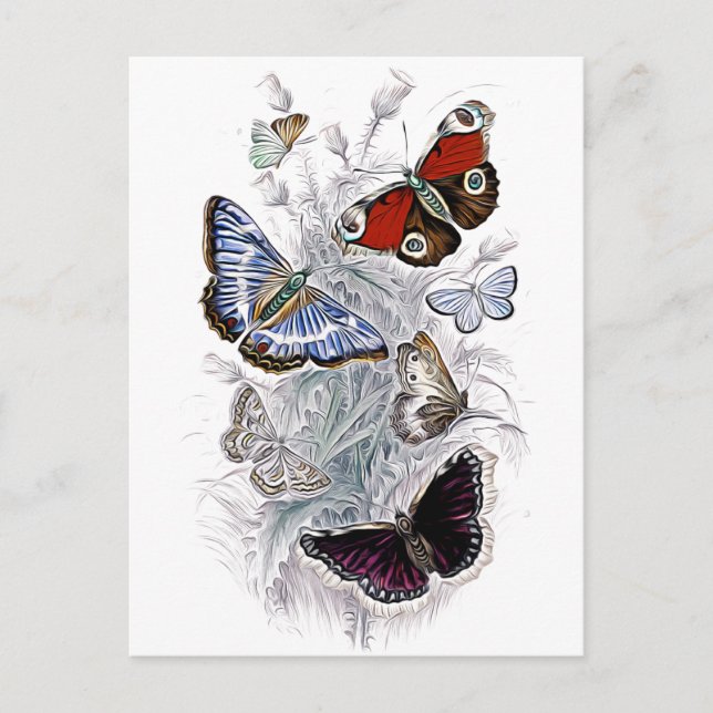 papillons vykort (Framsida)