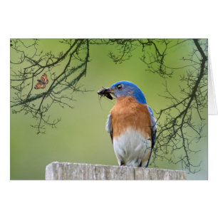 Pappa Bluebird Hälsningskort