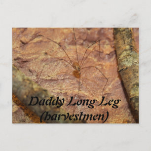 Pappa Long Leg (Harvestmen) Spider Vykort