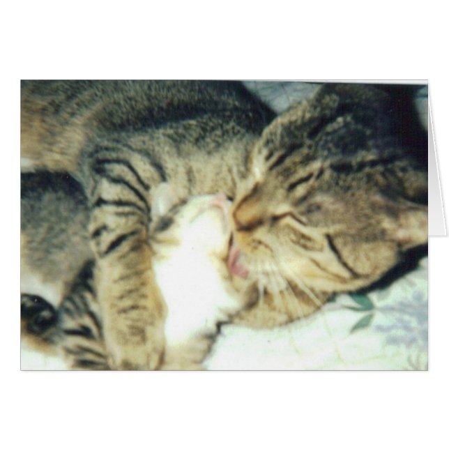 Pappakatt och hans kattunge hälsningskort (Framsidan Horizontal)