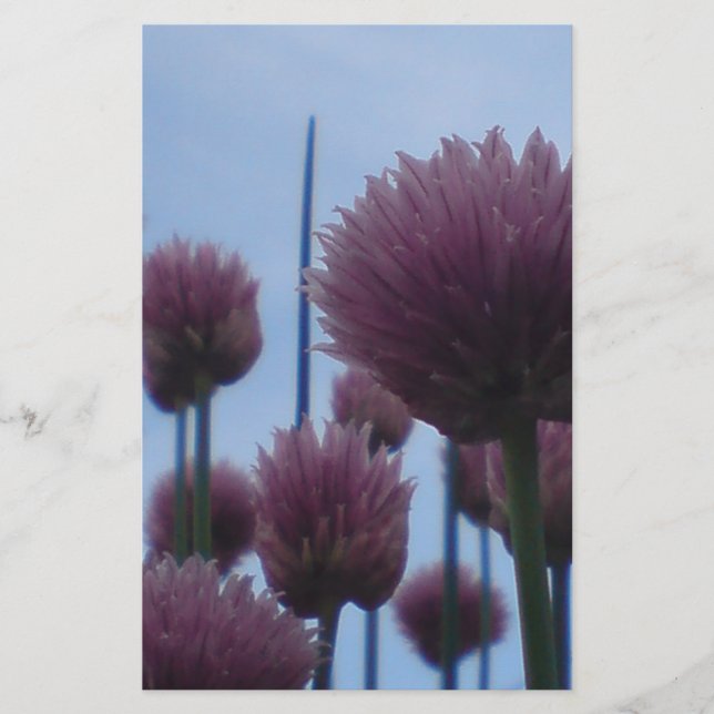 Papper - Chives-bild 1 (Framsida)