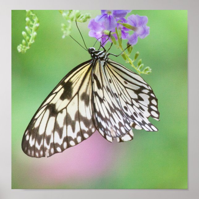 Papper drake i grönt och lila poster (Framsidan)