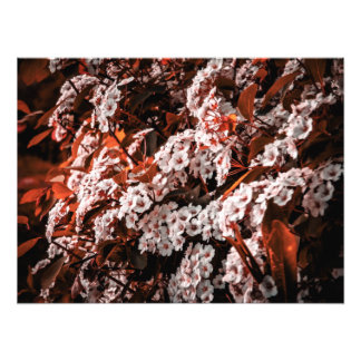 Papper för fotoutvidgning fototryck