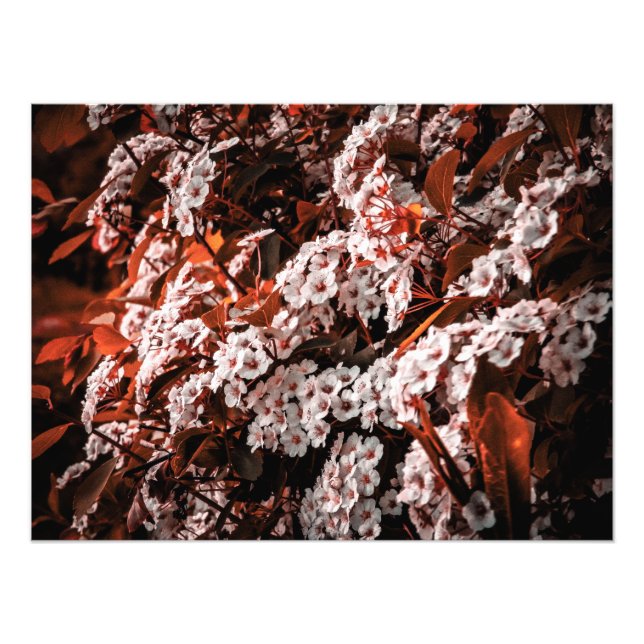 Papper för fotoutvidgning fototryck (Framsidan)