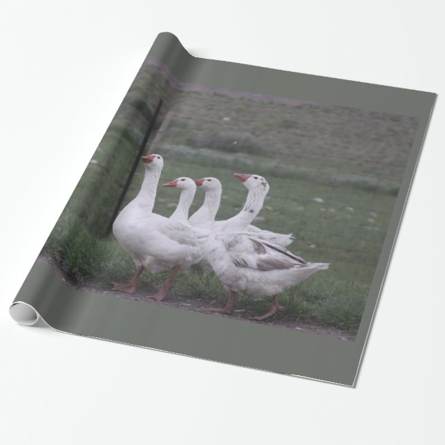 Papper för omslagning av anka presentpapper (Utrullad)