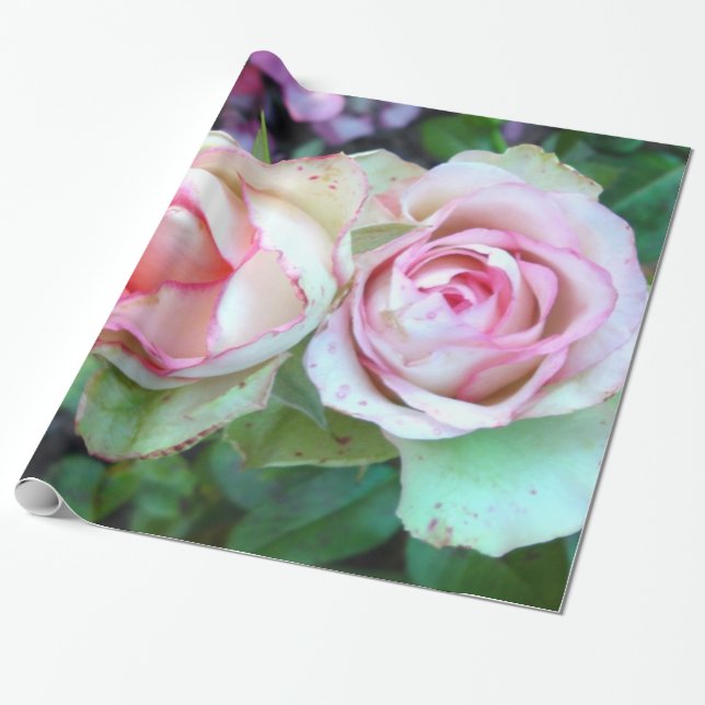 Papper för omslagning av rosa ros presentpapper (Utrullad)
