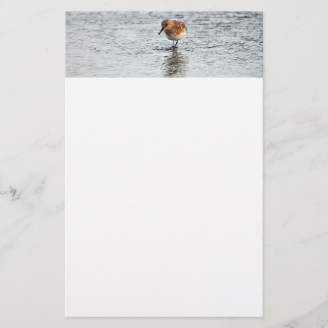 Papper för Sandpiper Bird Photo Stationery (Framsida)