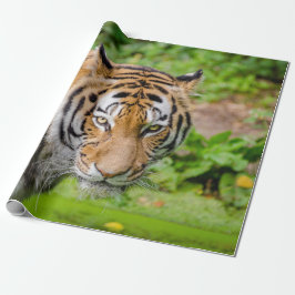 Papper för tiger Wrapping Presentpapper