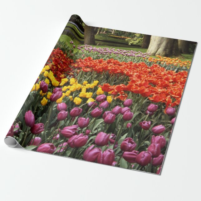 Papper inkapsling av vår Tulips Presentpapper (Utrullad)