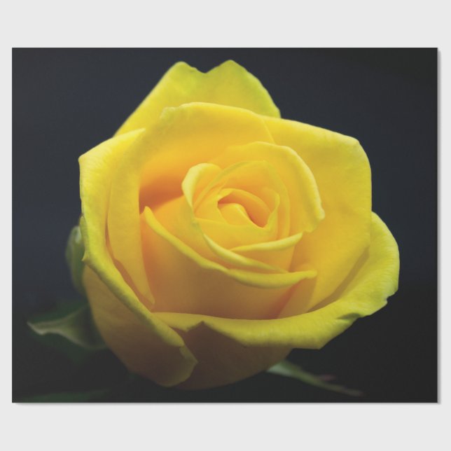 Papper inslagning av alla hjärtans dag i gul ros presentpapper (Platt)