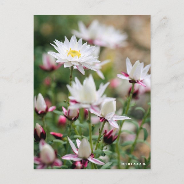 Papper kaskad [vykort] vykort (Framsida)