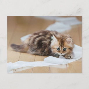 Papper kattunge vykort