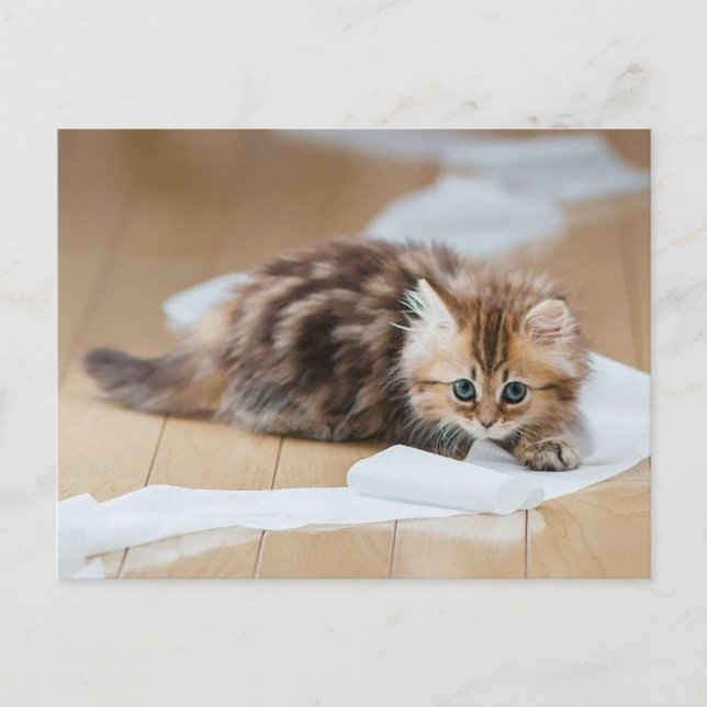 Papper kattunge vykort (Framsida)