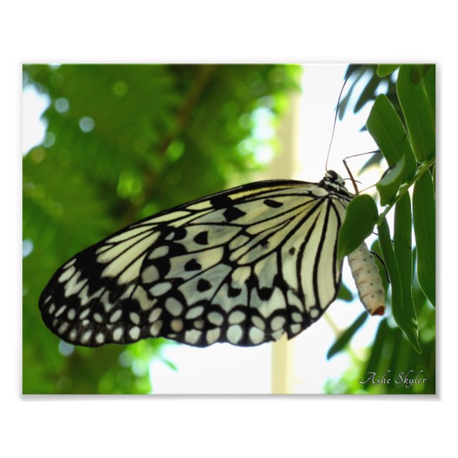 Papper Kite Butterfly Fototryck (Framsidan)