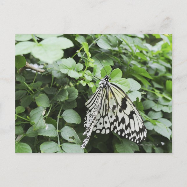 Papper Kite Butterfly (Idea leuconoe) på vin. Vykort (Framsida)