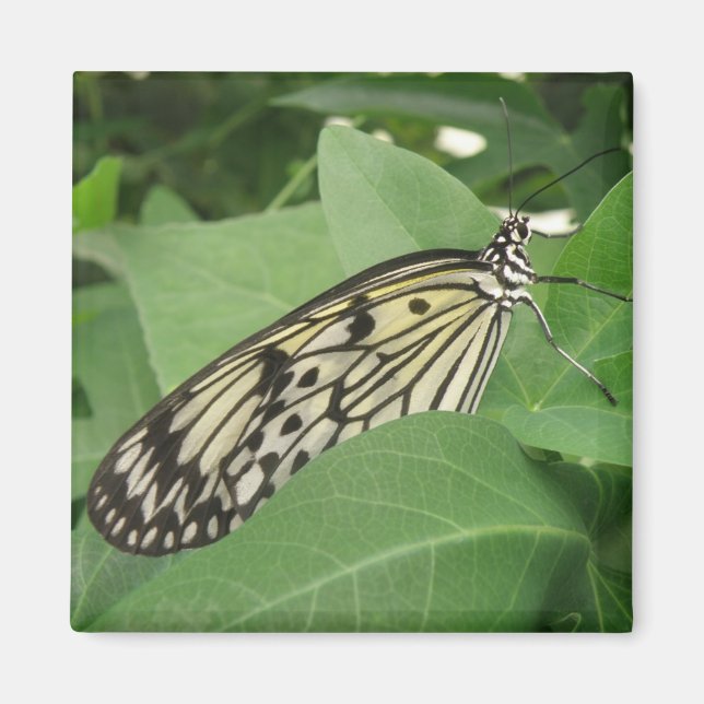 Papper Kite Butterfly Macro Magnet (Framsidan)