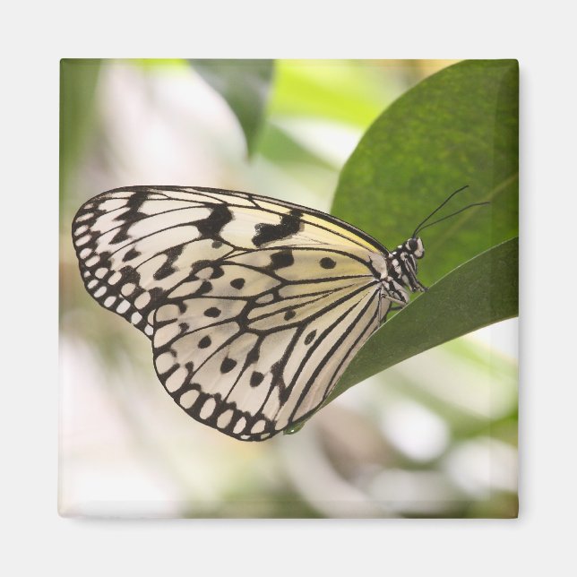 Papper Kite Butterfly Magnet (Framsidan)