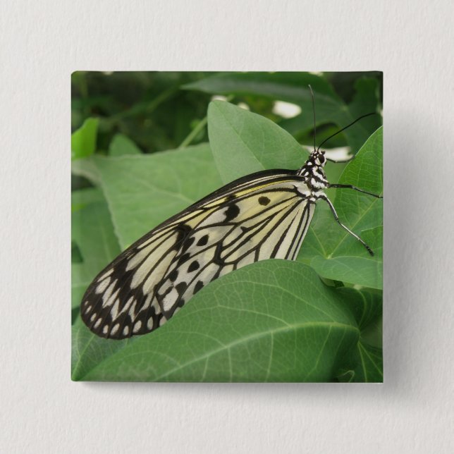 Papper Kite Butterfly-makro-knapp Knapp (Framsida)