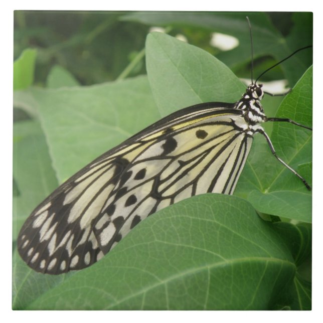 Papper Kite Butterfly Makro Tile Kakelplatta (Framsidan)