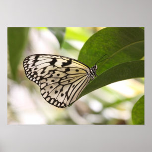 Papper Kite Butterfly poster