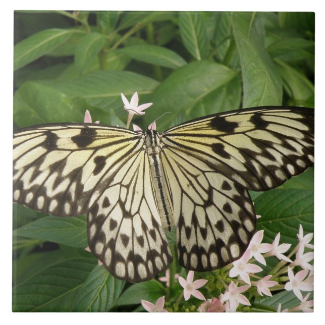 Papper Kite Butterfly Tile Kakelplatta (Framsidan)