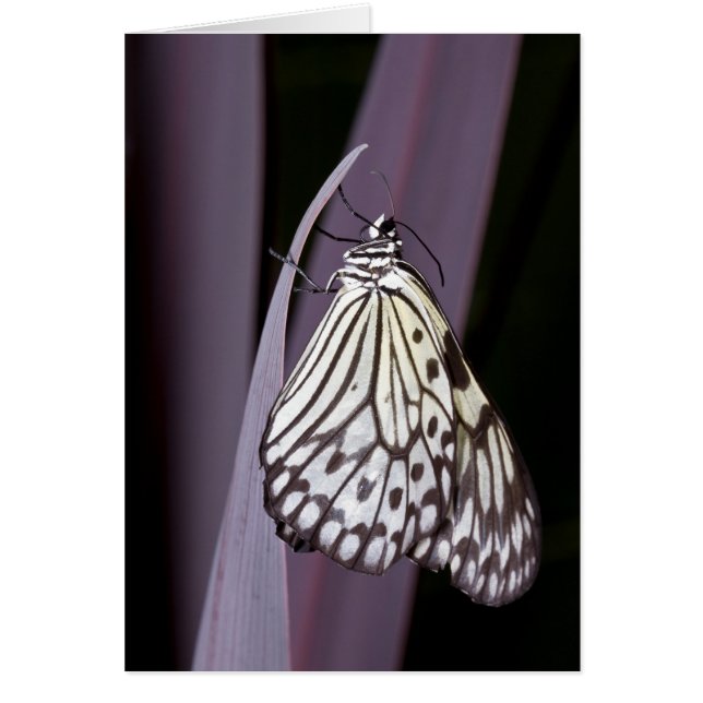 Papper Kite-fjäril på lila Hälsningskort (Framsidan)