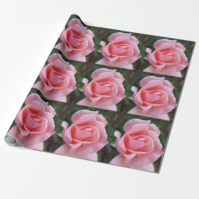 papper omslutning av gåva från rosa ros presentpapper (Utrullad)