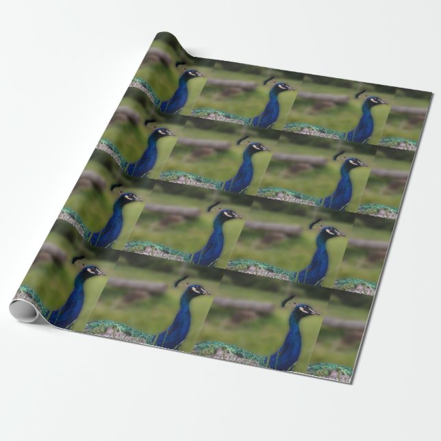 Papper radbrytning av peacock-fotoprojektionsyta presentpapper (Utrullad)