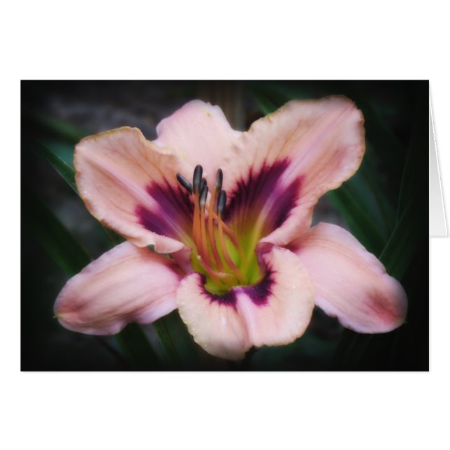 Papper skönhet hälsningskort (Framsidan Horizontal)