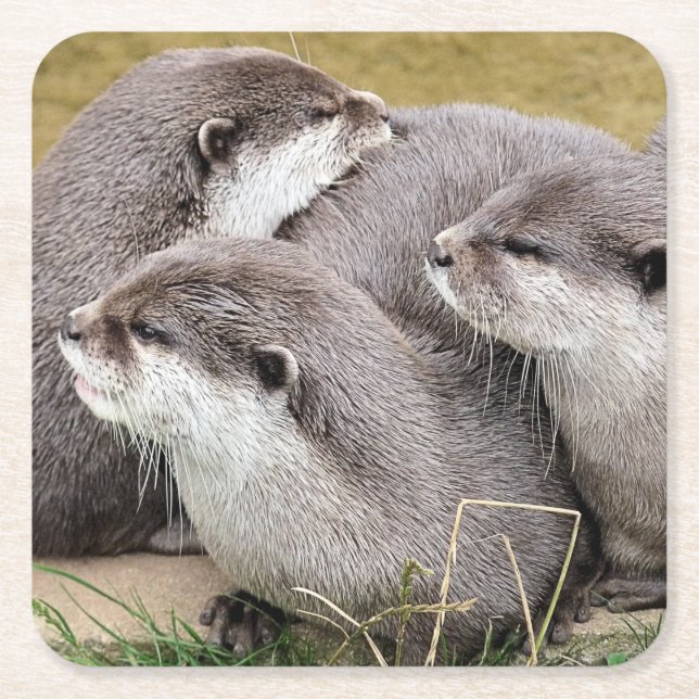 Papper Underlägg AV CUTE OTTERS Kvadrat (Framsidan)