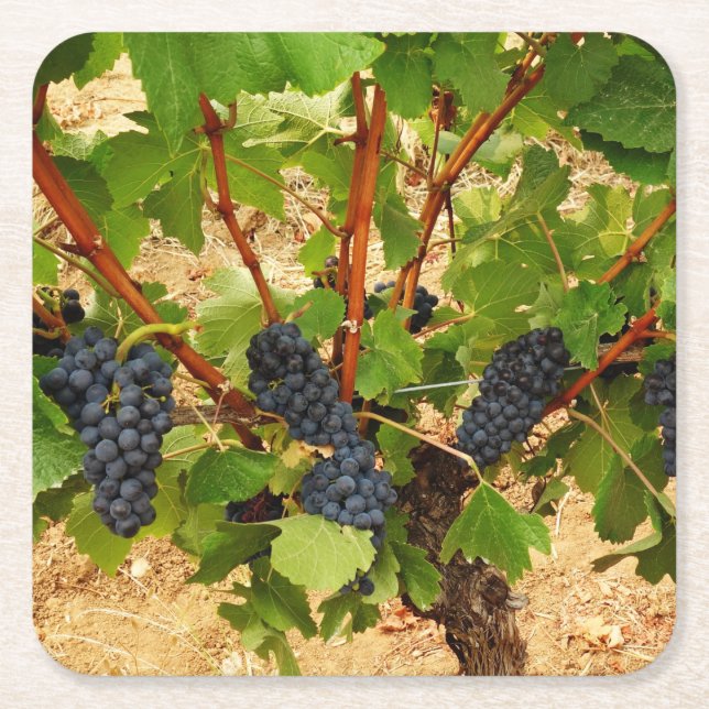 Papper Underlägg av druvor Kvadrat (Framsidan)