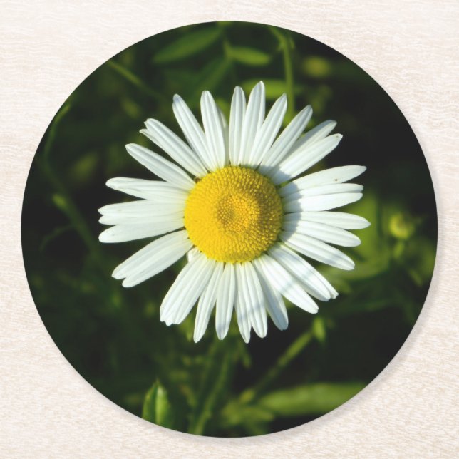 Papper Underlägg för daisy Delight Rund (Framsidan)
