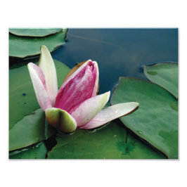 Papper utskrift av rosa Lotus Flower Photo Lotus-b Fototryck