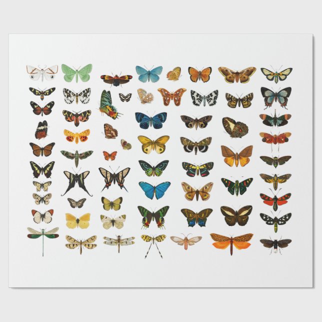 Papper VARNING: VINTAGE BUTTERFLY CHART Presentpapper (Platt)