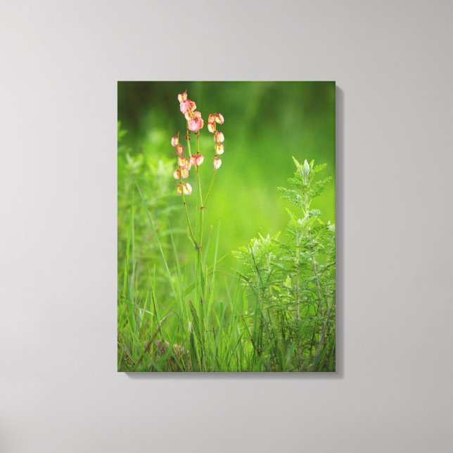 Papperhjärtan (Rumex Woodii), Ukhahlamba 2 Canvastryck (Framsida)