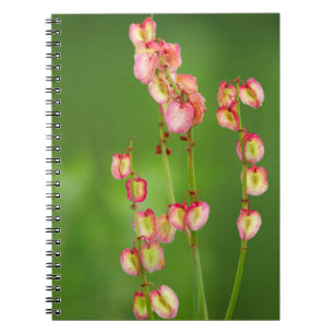 Pappershjärtan (Rumex Woodii), Ukhahlamba Anteckningsbok Med Spiral