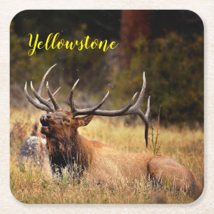 Pappersunderläggsset - Yellowstone Elk Underlägg Papper Kvadrat