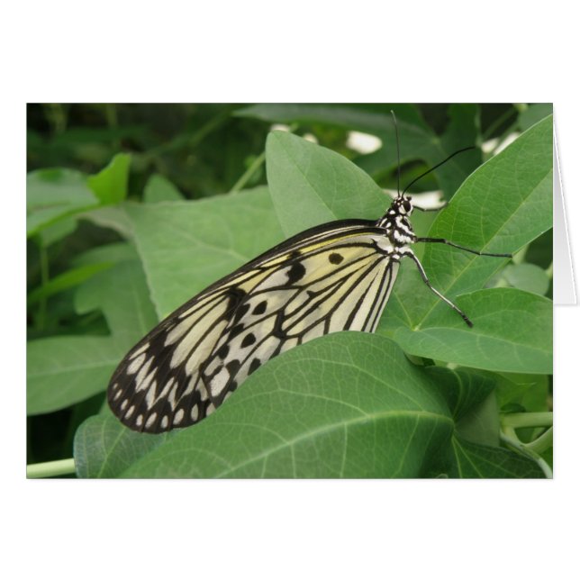 Pappert Kite Butterfly-makro-gratulationskort Hälsningskort (Framsidan Horizontal)