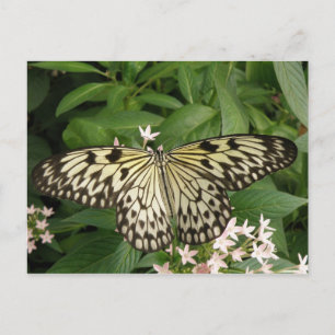 Pappert Kite Butterfly-vykort Vykort
