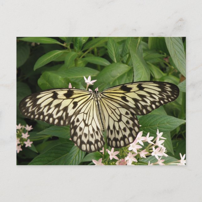 Pappert Kite Butterfly-vykort Vykort (Framsida)