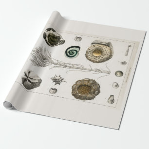 Pappert: VINTAGE FOSSIL-TECKEN: GOLDSMITH Presentpapper