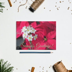 Pappervit och röd julstjärna blommig helg vykort