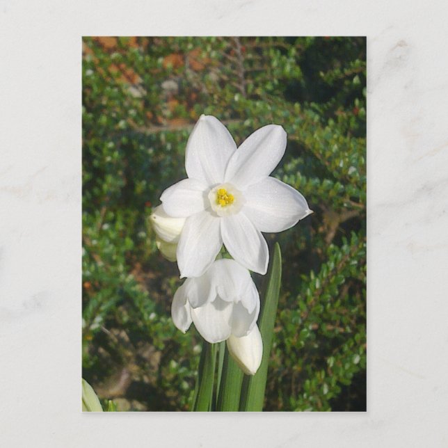 Pappervitt vykort (Framsida)