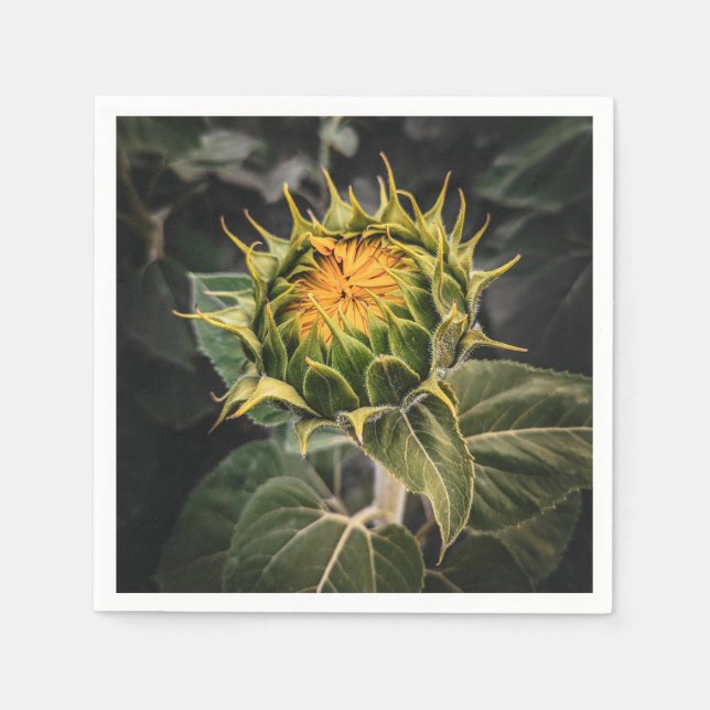 Pappra blöjor pappersservett (Framsidan)